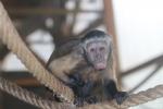 Bearded capuchin