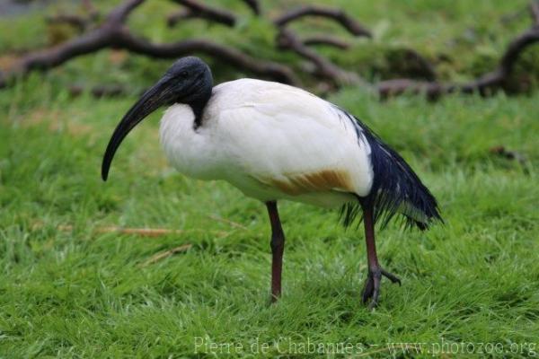 African sacred ibis