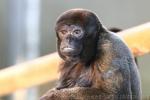 Humboldt's woolly-monkey