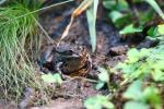 Eurasian marsh frog