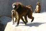 Guinea baboon