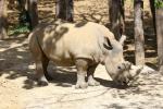 Southern white rhinoceros