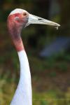Indian sarus crane