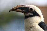 Mindanao tarictic hornbill