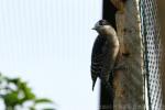 White-fronted woodpecker