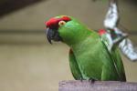 Thick-billed parrot