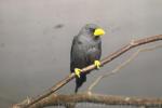 Grosbeak starling