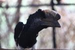 Grey-cheeked hornbill
