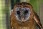 Ashy-faced owl