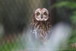 Short-eared owl *