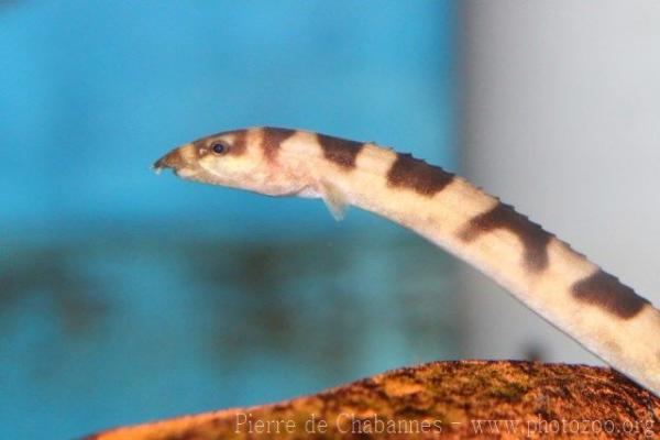 Brown-banded spiny eel