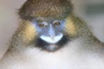 Moustached monkey