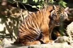 Indonesian tiger