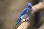 Western bluebird