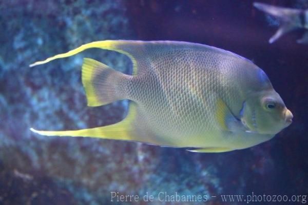 Bermuda blue angelfish
