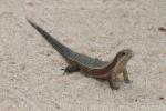 Rough-scaled plated lizard