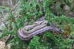 Four-lined ratsnake