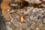 Brown recluse spider *