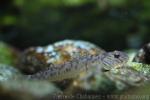 West African freshwater goby