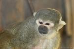 Peruvian squirrel-monkey