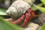 Strawberry hermit crab