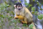 Bolivian squirrel-monkey