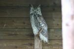 Subarctic great horned owl