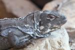 Motagua spiny-tailed iguana