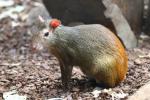 Red-rumped agouti