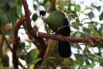 White-crested turaco