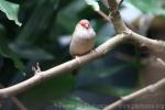 Red-browed firetail