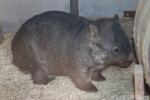 Mainland wombat