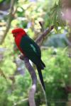 Australian king-parrot