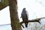 African harrier-hawk