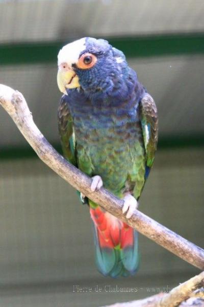 White-crowned parrot