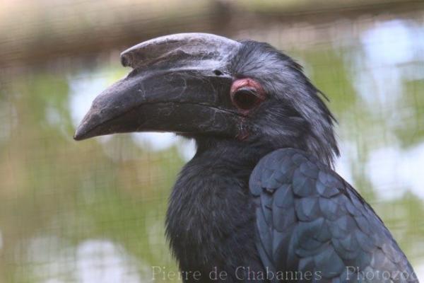 Black hornbill