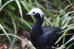 Blue-throated piping-guan