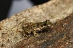 Mallorcan midwife toad