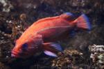 Yelloweye rockfish