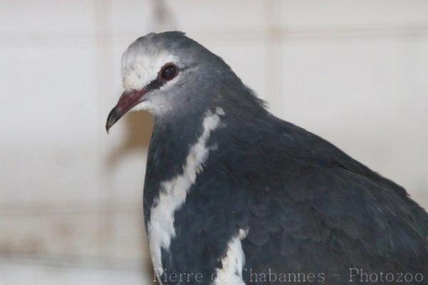 Wonga pigeon