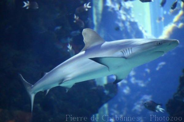Blacktail reef shark