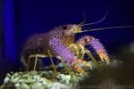 Violet-spotted Reef Lobster