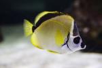Blacknosed butterflyfish