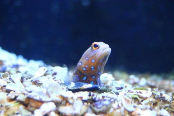 Blue spotted jawfish