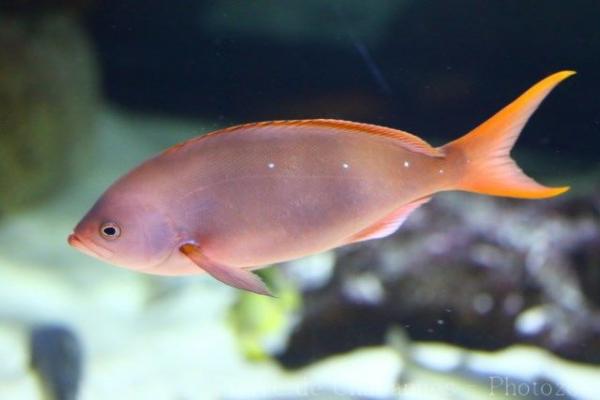 Pacific creole-fish