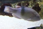 Blackbar hogfish