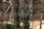 Eurasian scops-owl