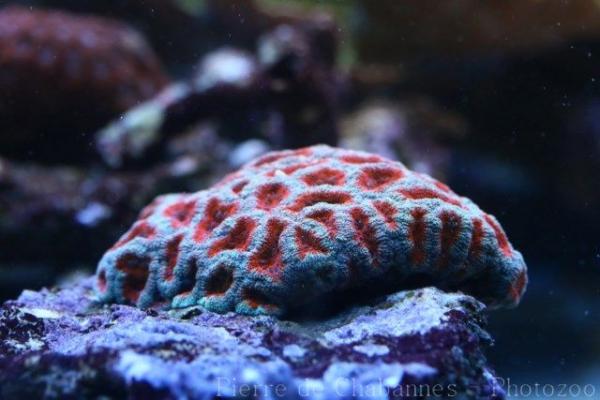 Lord Howe's starry cup coral