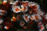 Californian jewel-anemone