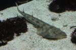 Shovelnose guitarfish